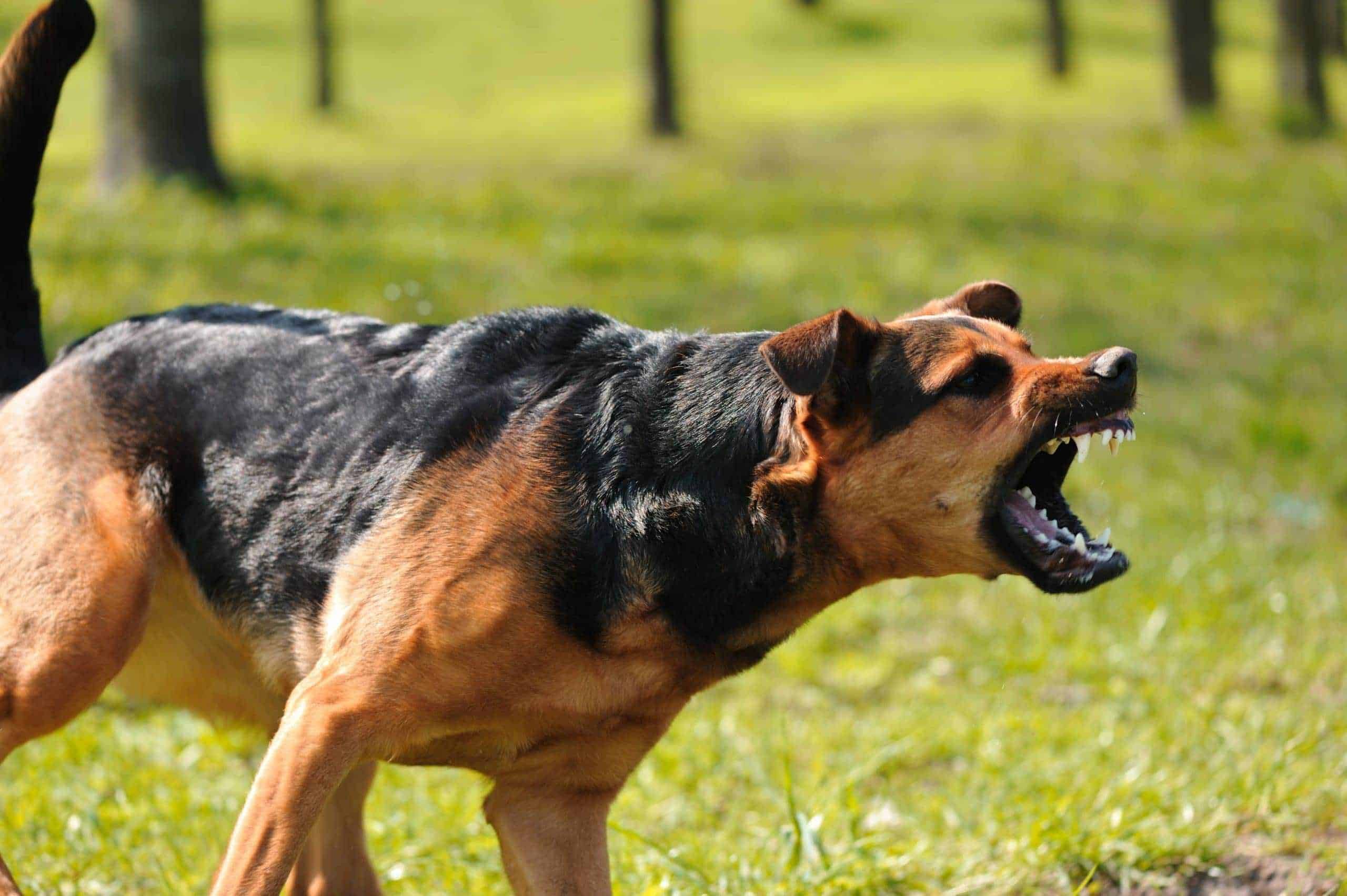 San Diego Dog Bite Attorney