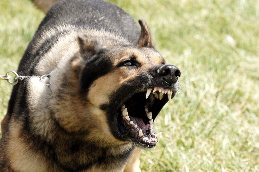 Temecula Dog Bite Attorneys
