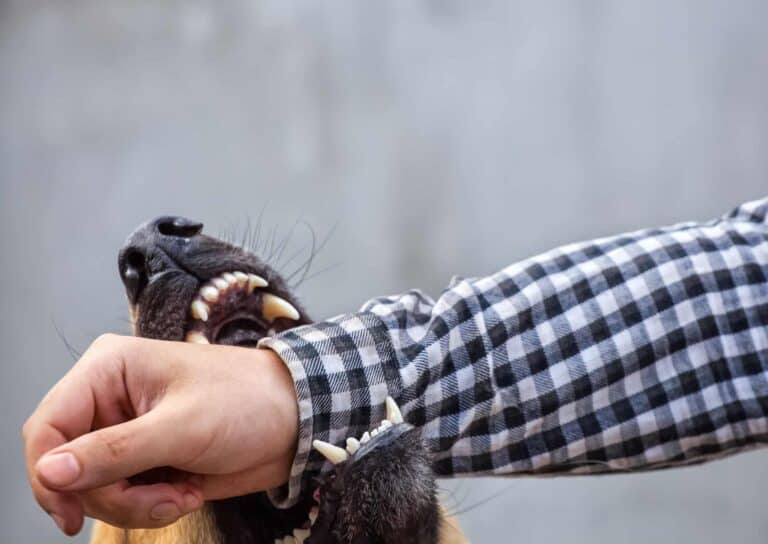 Male German Shepherd Dog Bites Man