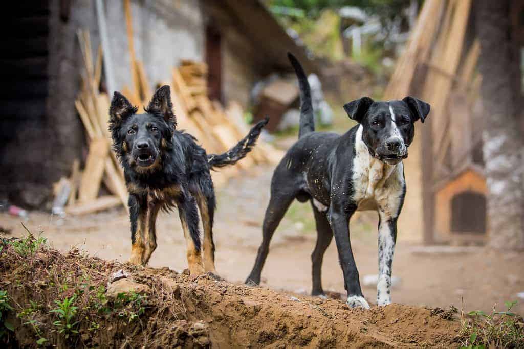 two black and white dogs